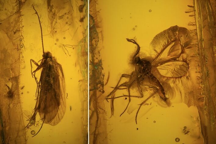 Fossil Caddisfly (Trichopterae) & Fly (Diptera) In Baltic Amber #81675